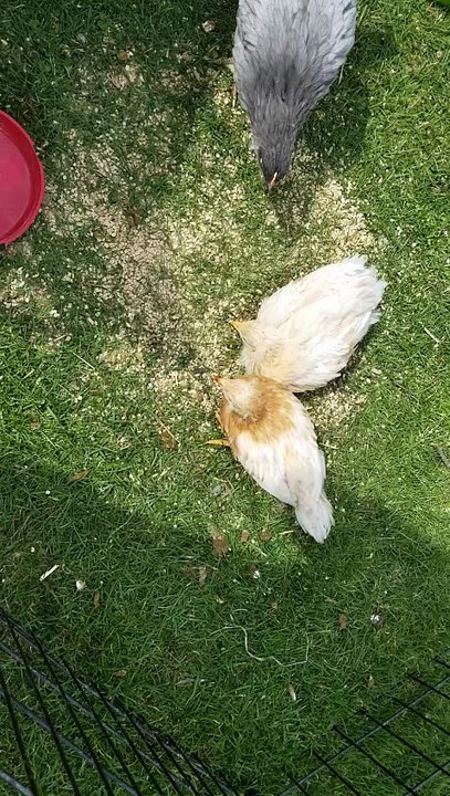 Hard to eat breakfast when people keep sitting on your face! | #SparklegleamFarm #Chicken #homestead #farmanimals #cute