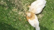 Hard to eat breakfast when people keep sitting on your face! | #SparklegleamFarm #Chicken #homestead #farmanimals #cute