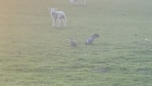 Lamb watches nearby pigeons and adorably tries to copy their moves