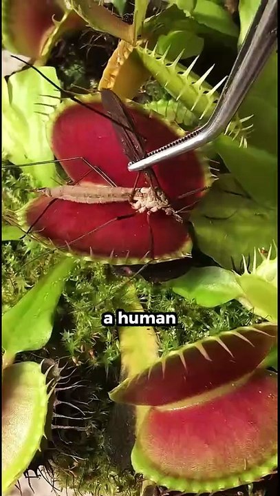 This Plant Acts More Like an Animal #facts #shorts #viral
