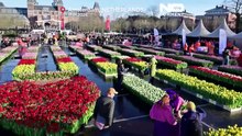 Национальный день тюльпанов в Нидерландах: в Амстердаме раздали 200 000 тюльпанов