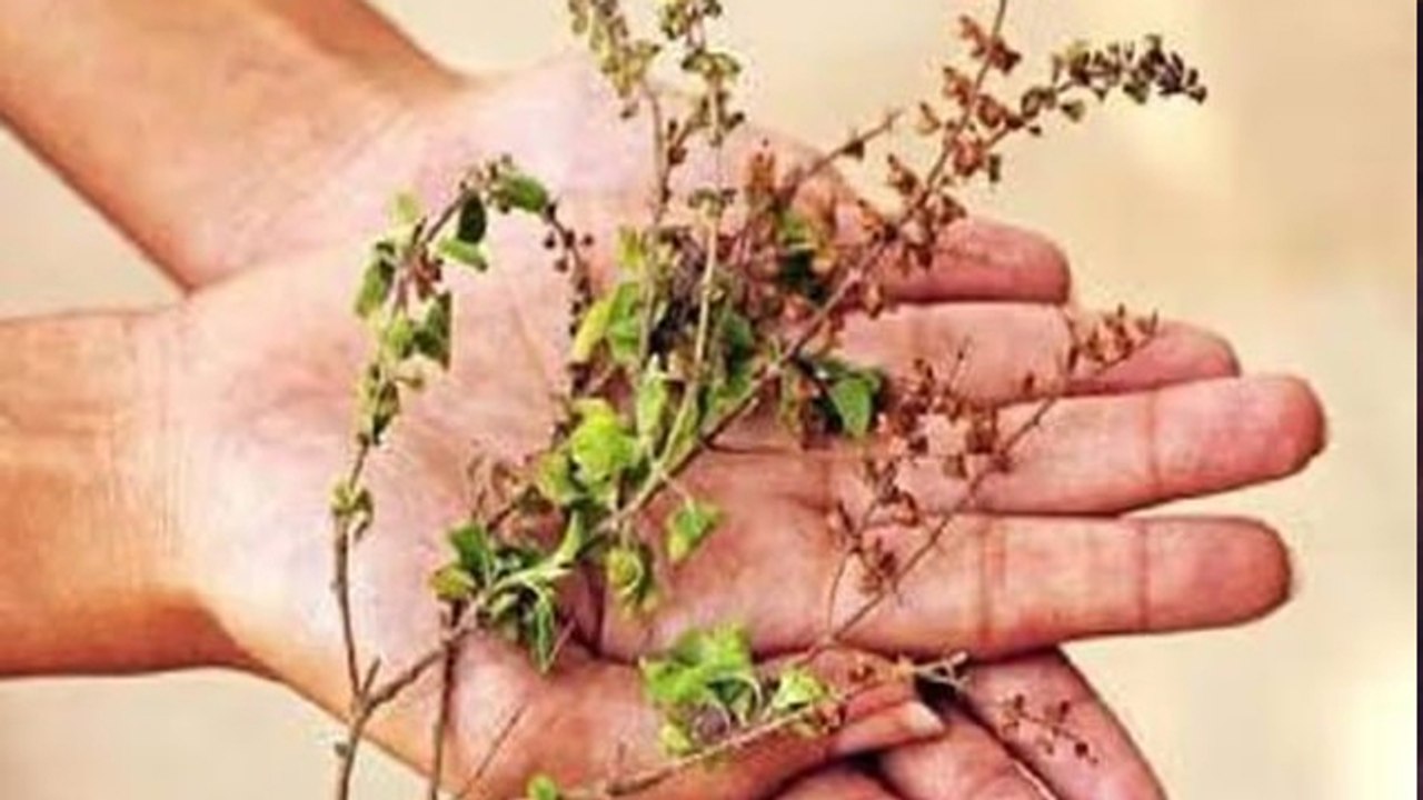 Tulsi Ka Paudha Sukh Jaye To Kya Karen, तुलसी का पौधा सूख जाए तो क्या करें | विसर्जन के नियम...