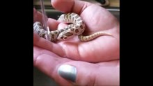 Un serpent assoiffé boit dans la main de sa maitresse... Adorable