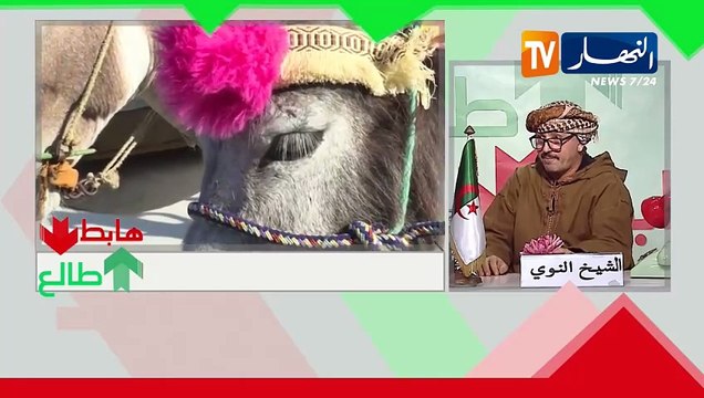 طالع هابط شاهد مسابقة ملكة جمال الحمير بالمغرب وفوائد حليب الحمير