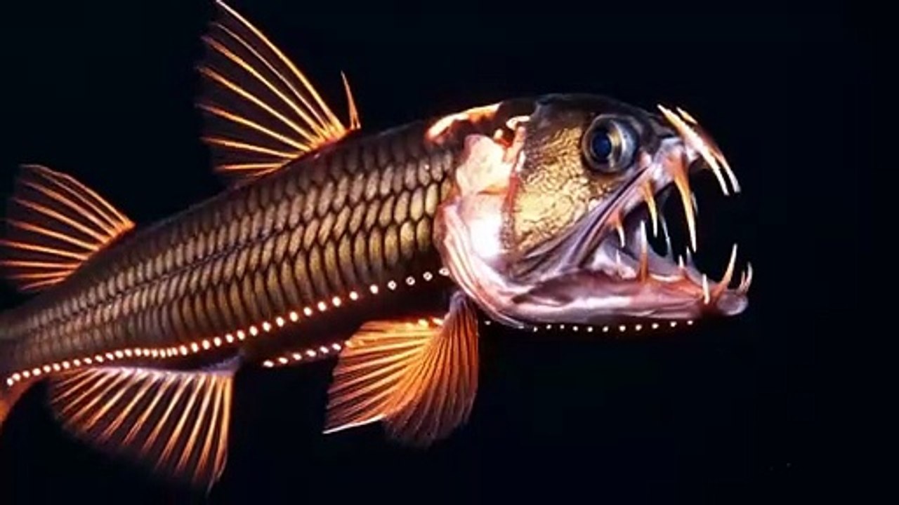 The Viperfish (Deep Ocean Creatures) | Wildlife English Documentary
