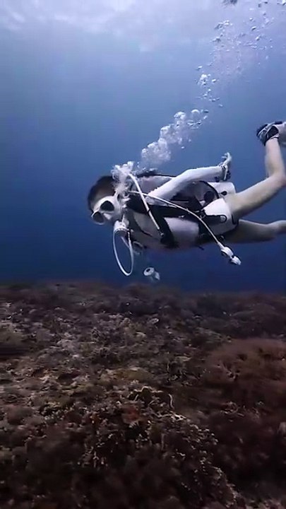 Diver Standing Beneath Thousands of Fish | Underwater Calm