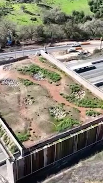 World’s largest wildlife crossing rises over LA freeway