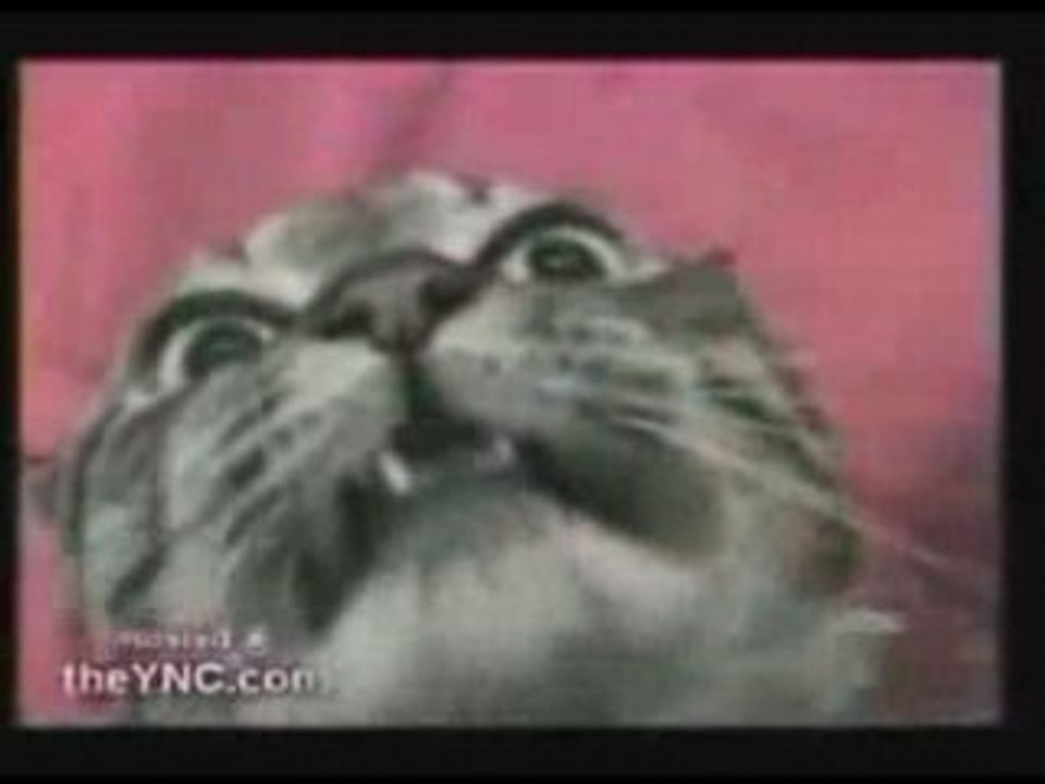 Talking Cat - Un chat qui parle!