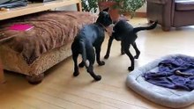 Puppy playtime