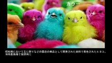 【豆知識】昭和：誰でも普通に買えたもの15選　【Trivia News】Showa Era: 15 Things Anyone Could Easily Buy Back Then