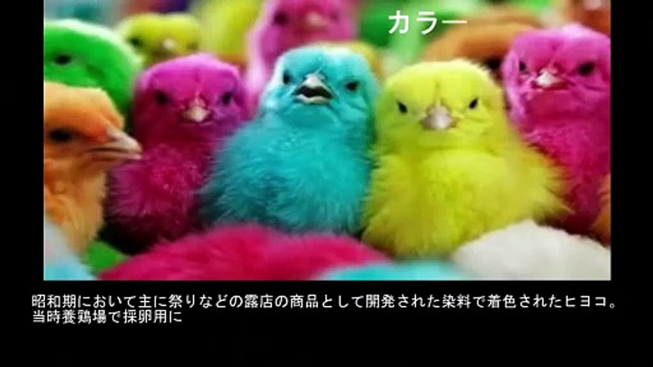 【豆知識】昭和：誰でも普通に買えたもの15選　【Trivia News】Showa Era: 15 Things Anyone Could Easily Buy Back Then