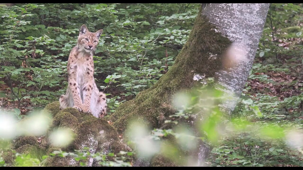Lynx