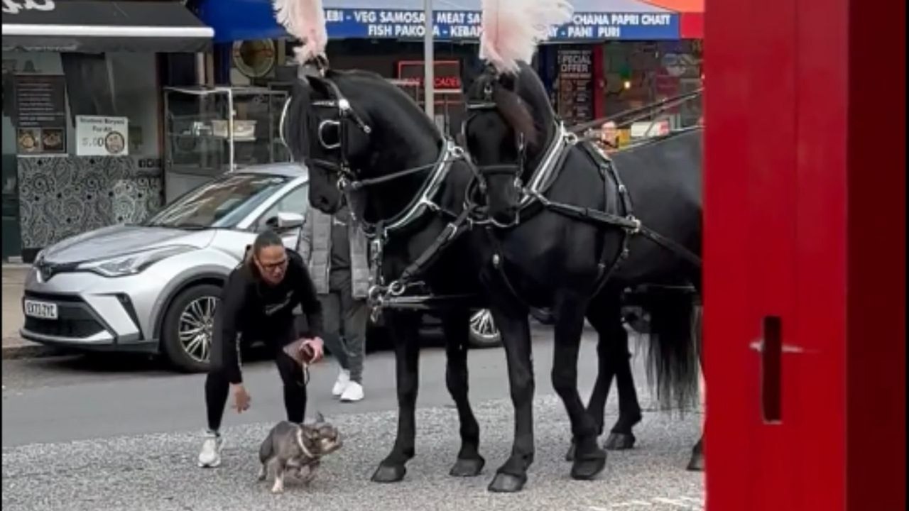 Mischievous dog starts jumping at horses and interrupts a funeral procession