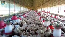पोल्ट्री फ़ार्म की बीमारी को बीट से पहचाने | poultry farm business plan | layer poultry farm