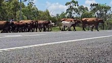 Mob of cattle closes Bruce Highway