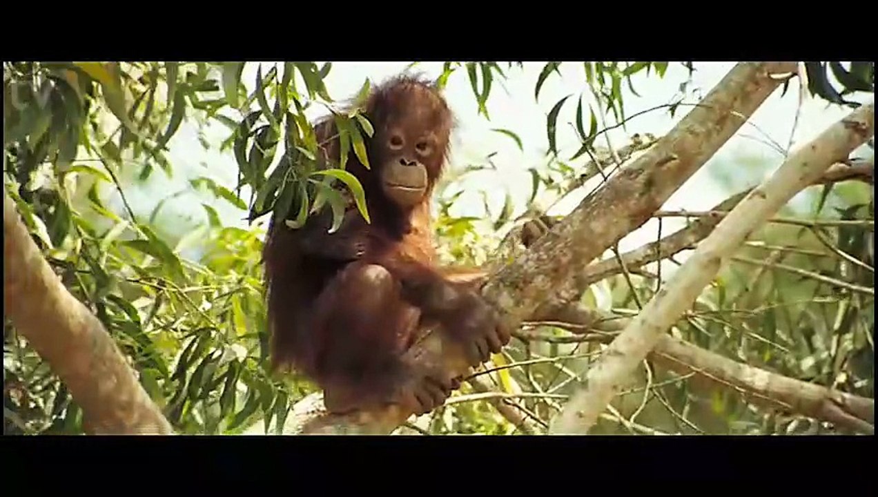 Creation the story of Charles Darwin and his master-work Docudrama Biography 2009