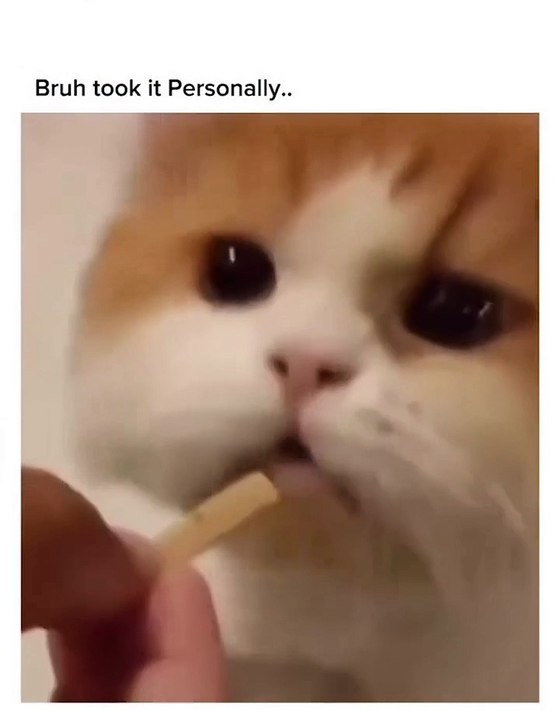 Bro personality 💀 #funny#viral#cat#funny #comdey