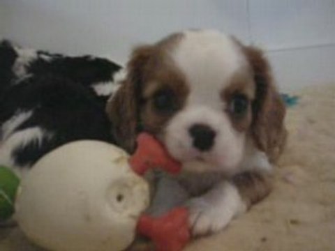 disc jockey, chiot cavalier king charles