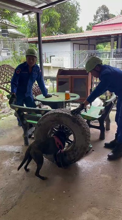 Civil Defence and Penampang villagers team up to rescue dog trapped for hours in tyre rim