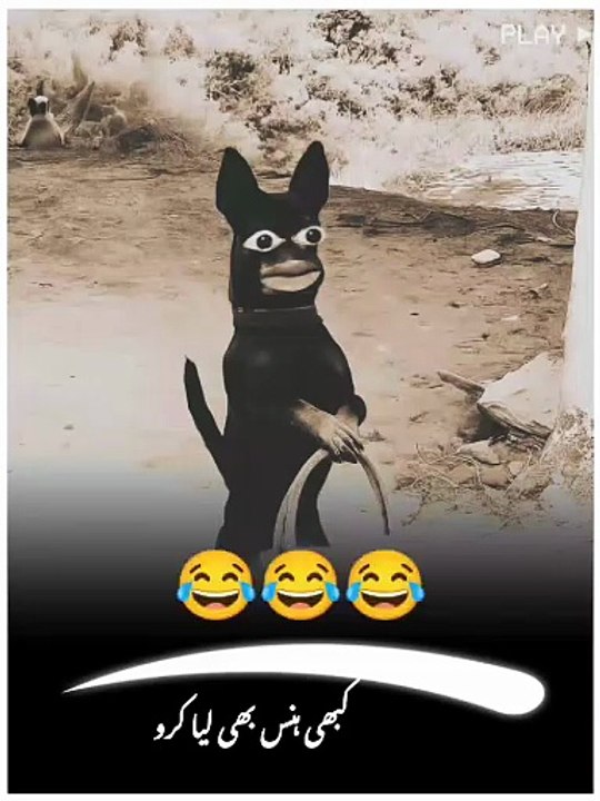 Funny video very funny so funny