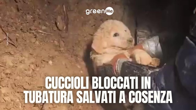 Cuccioli bloccati in tubatura salvati a Cosenza