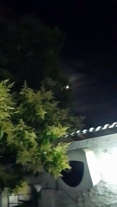 Noche de viernes, calurosa y los perritos activos