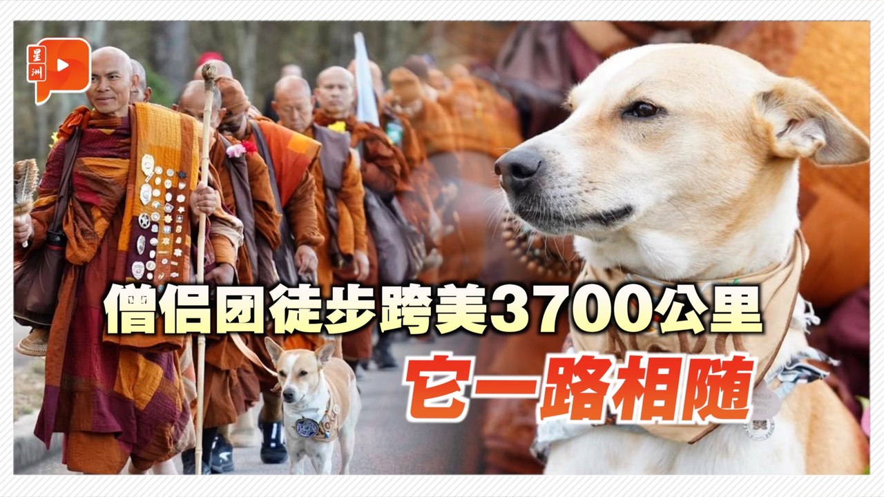 僧侣团3700公里“和平之行” 忠犬Aloka一路相随