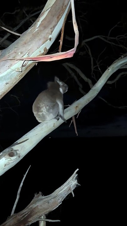 Australian koala