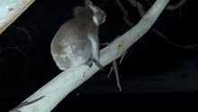 Australian koala