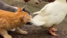 #Funny #cat #viral #duck #animal #usa #dailymotion shorts