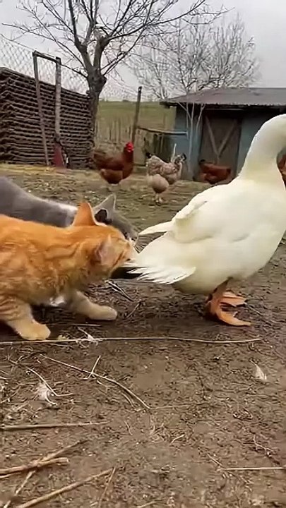 #Funny #cat #viral #duck #animal #usa #dailymotion shorts