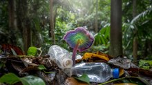 Descubren hongos que comen plástico