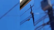 Saguis são flagrados andando em fios de alta tensão em Cascavel