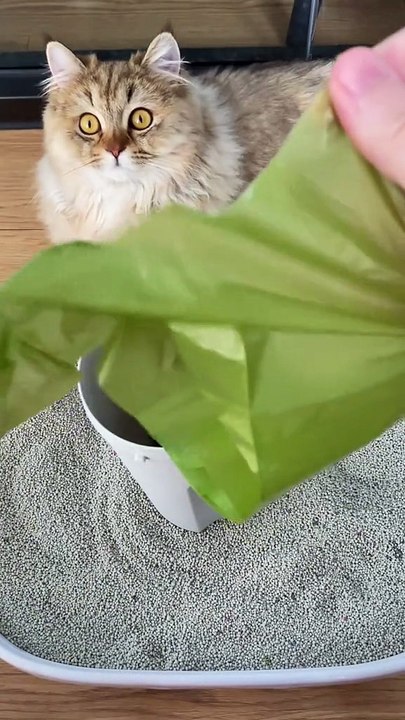 TikTok made me buy it This is a necessity for cat owners