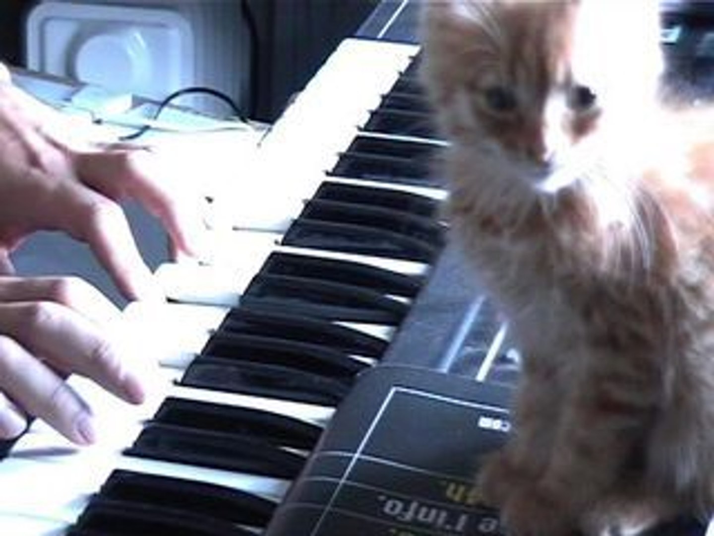 Berceuse Pour Chat Video Dailymotion