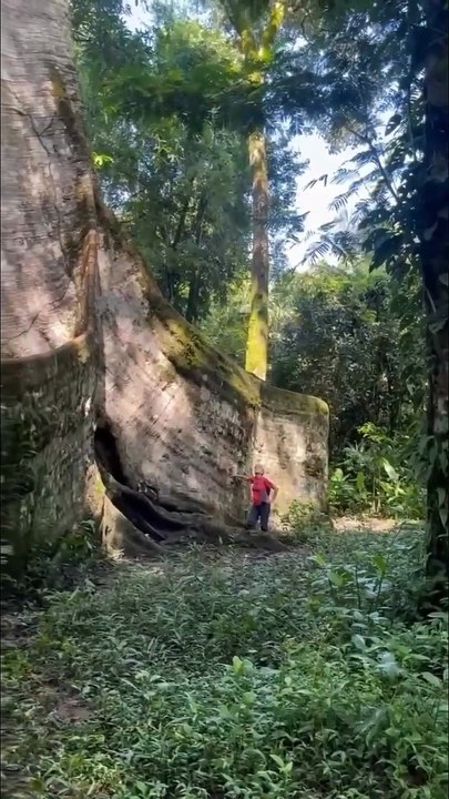 Biggest trees 🌴🌲