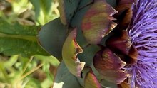 Artichoke flower