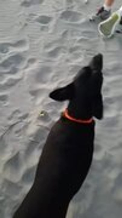 Lab Drags Small Dog Across Beach