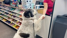 Great Pyrenees Walks Himself To CVS