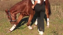 Horse Training,Horse & Rider as One
