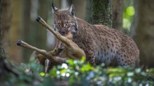 Lynx