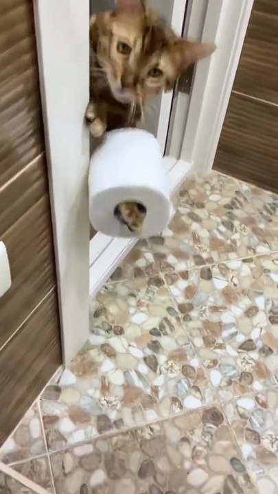 When Cats Decide to Help 😹
