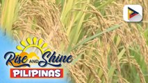 300 na Palay Processing Center, target ipatayo ng pamahalaan ngayong 2026