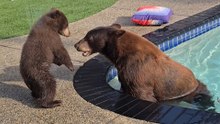 Couple's New House Comes With A Family Of Bears