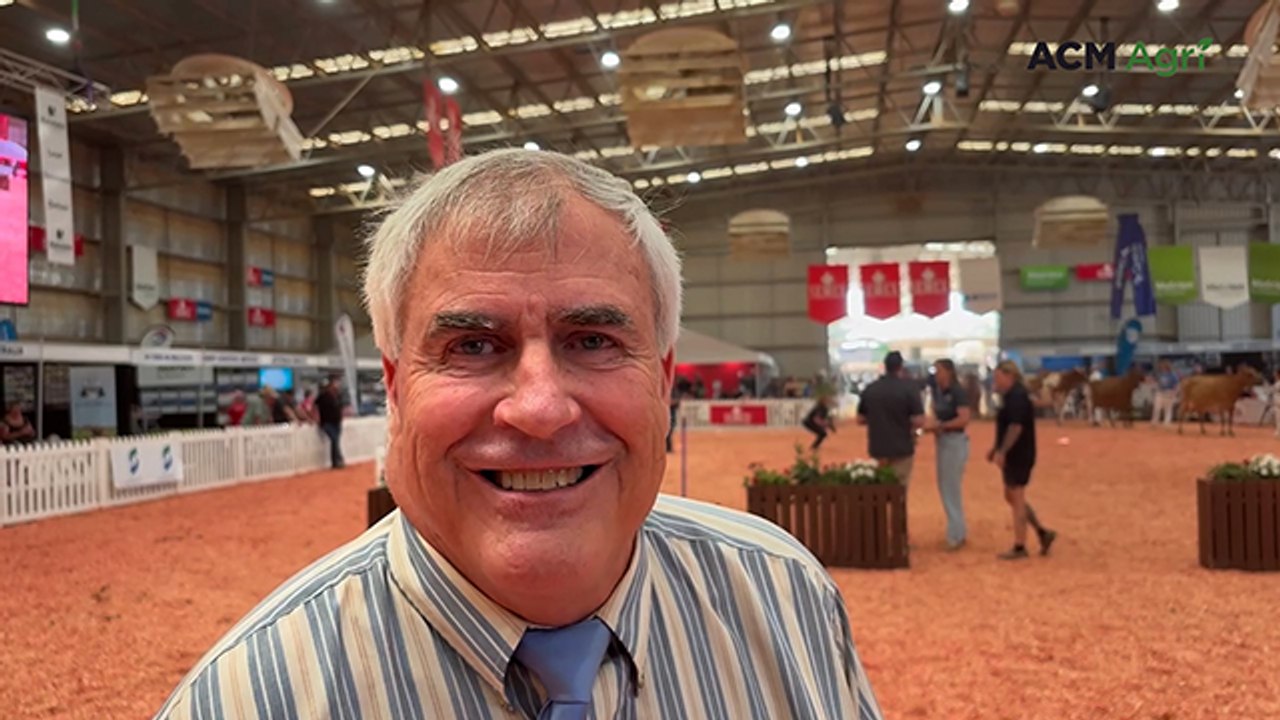 Guernsey Champion at International Dairy Week, Tatura