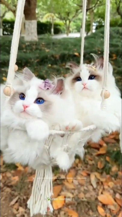 Cute kitten 😍🐾