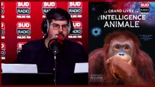 Les animaux sont-ils intelligents ?