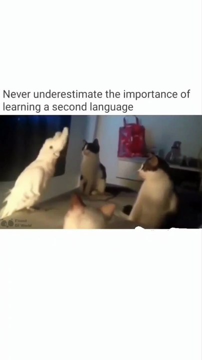 la importancia de saber dos idiomas