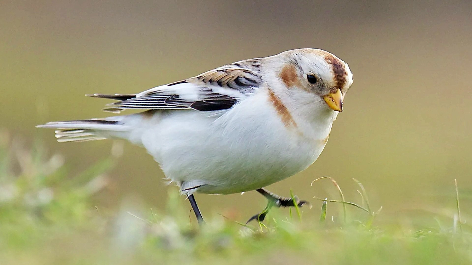 ⁣Snow Bunting Calling Sounds