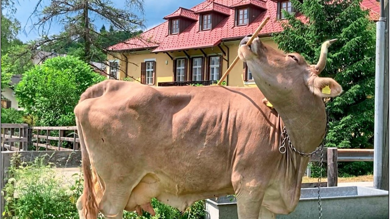 Kuh Veronika kratzt sich mit Besen – und begeistert die Wissenschaft